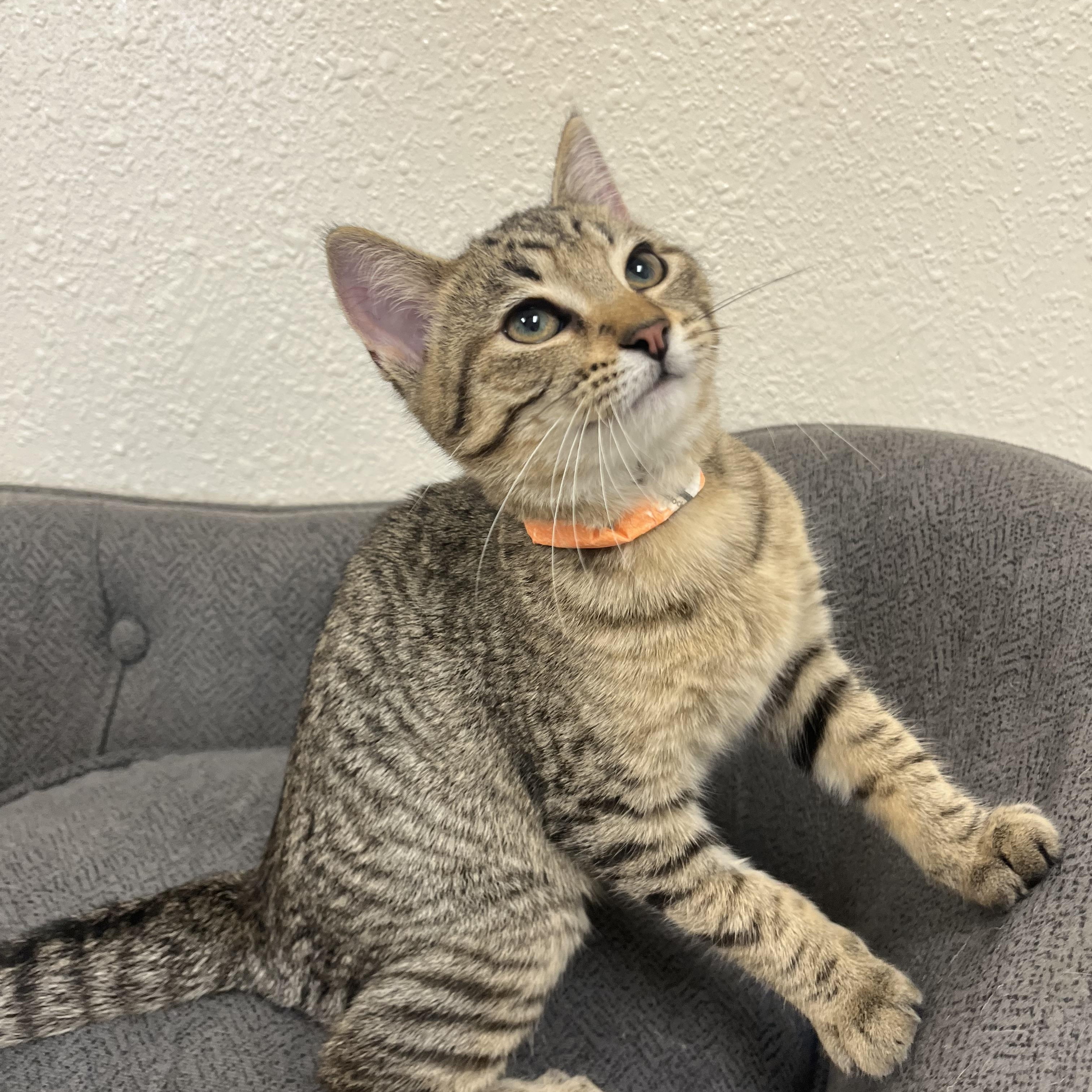 Enlarge Chipmunk, a Adoptable Domestic Short Hair in Red Wing, MN image 1/5