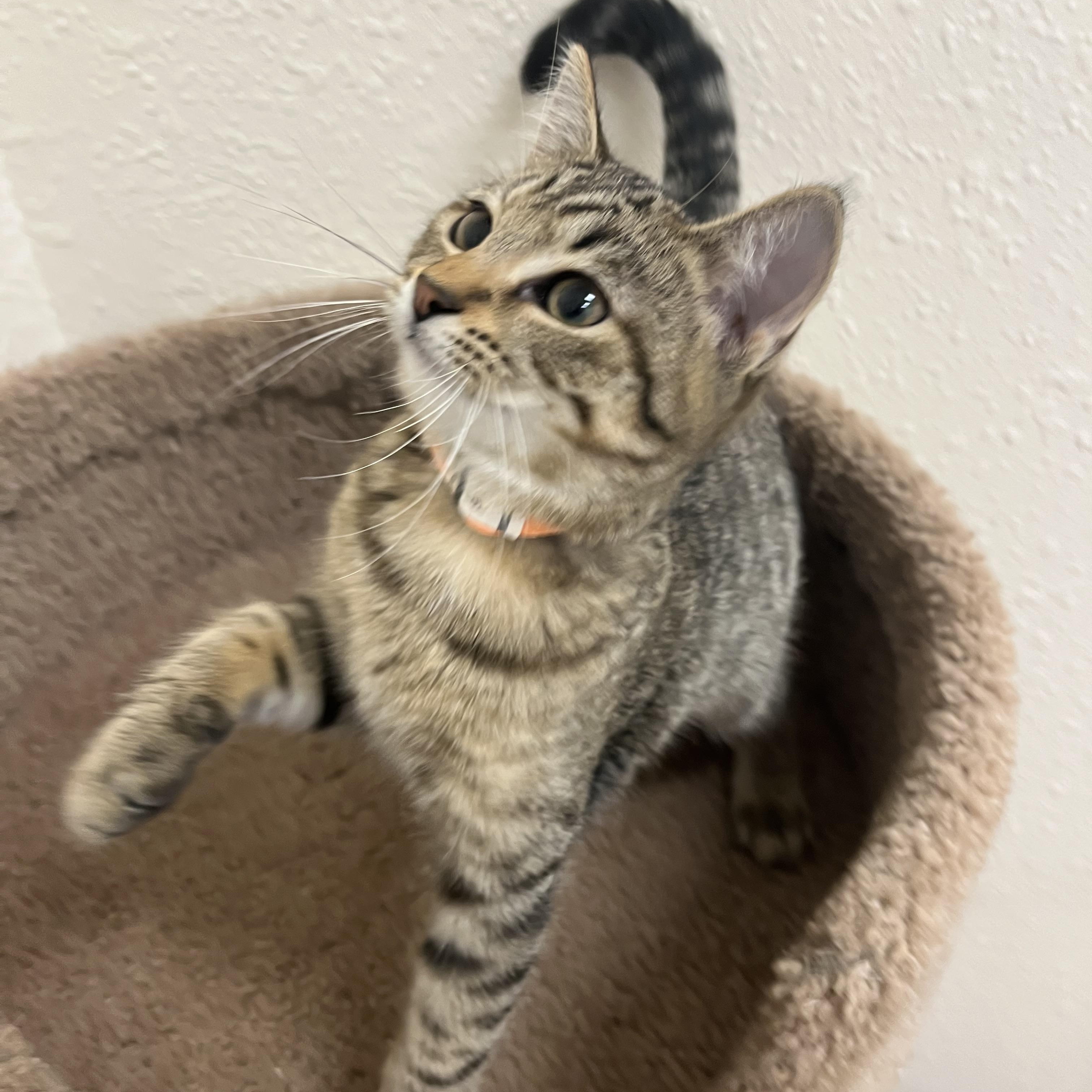 Enlarge Chipmunk, a Adoptable Domestic Short Hair in Red Wing, MN image 5/5