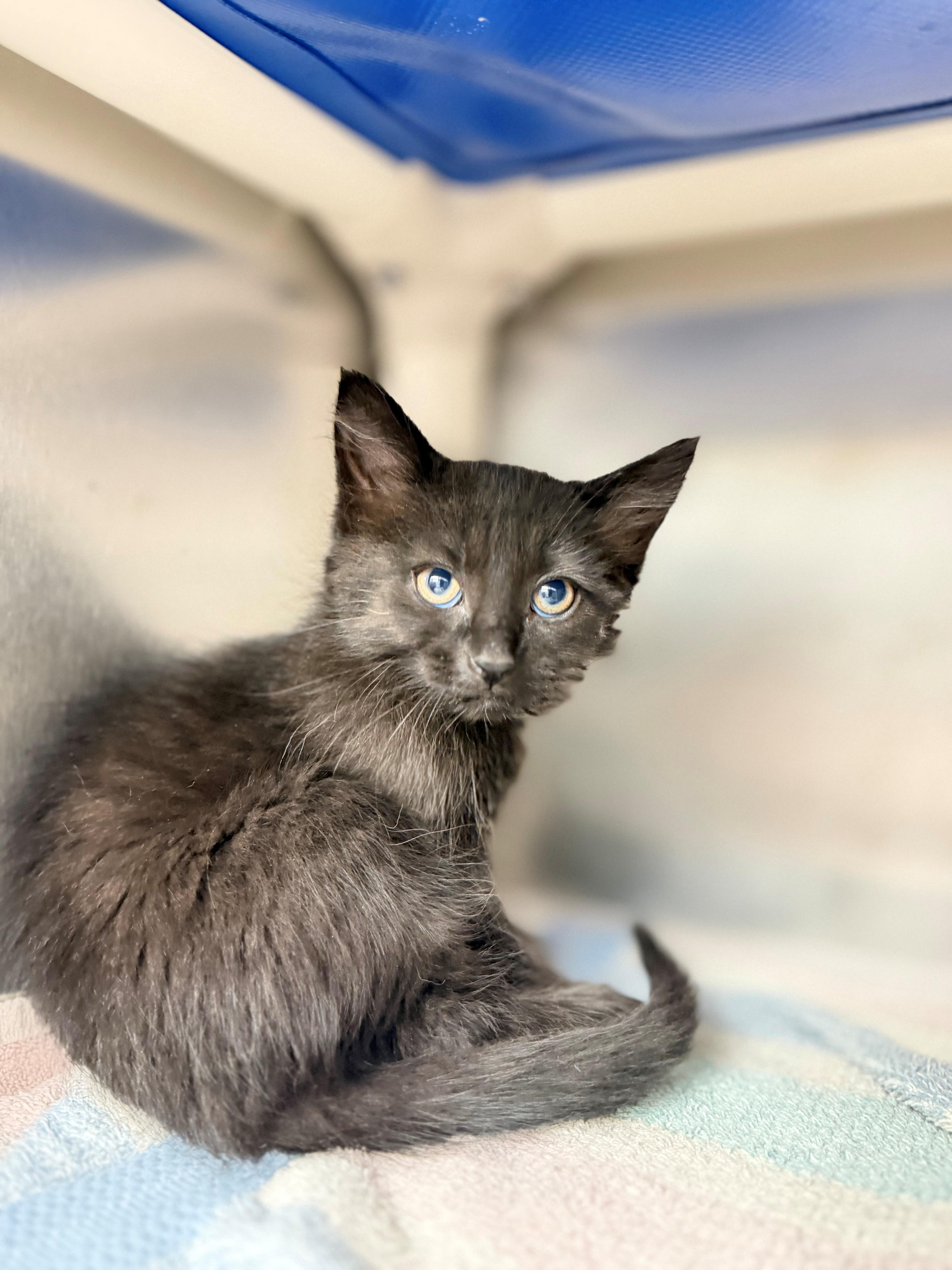 Ismael Kone, adoptable, Kitten Female Domestic Short Hair.