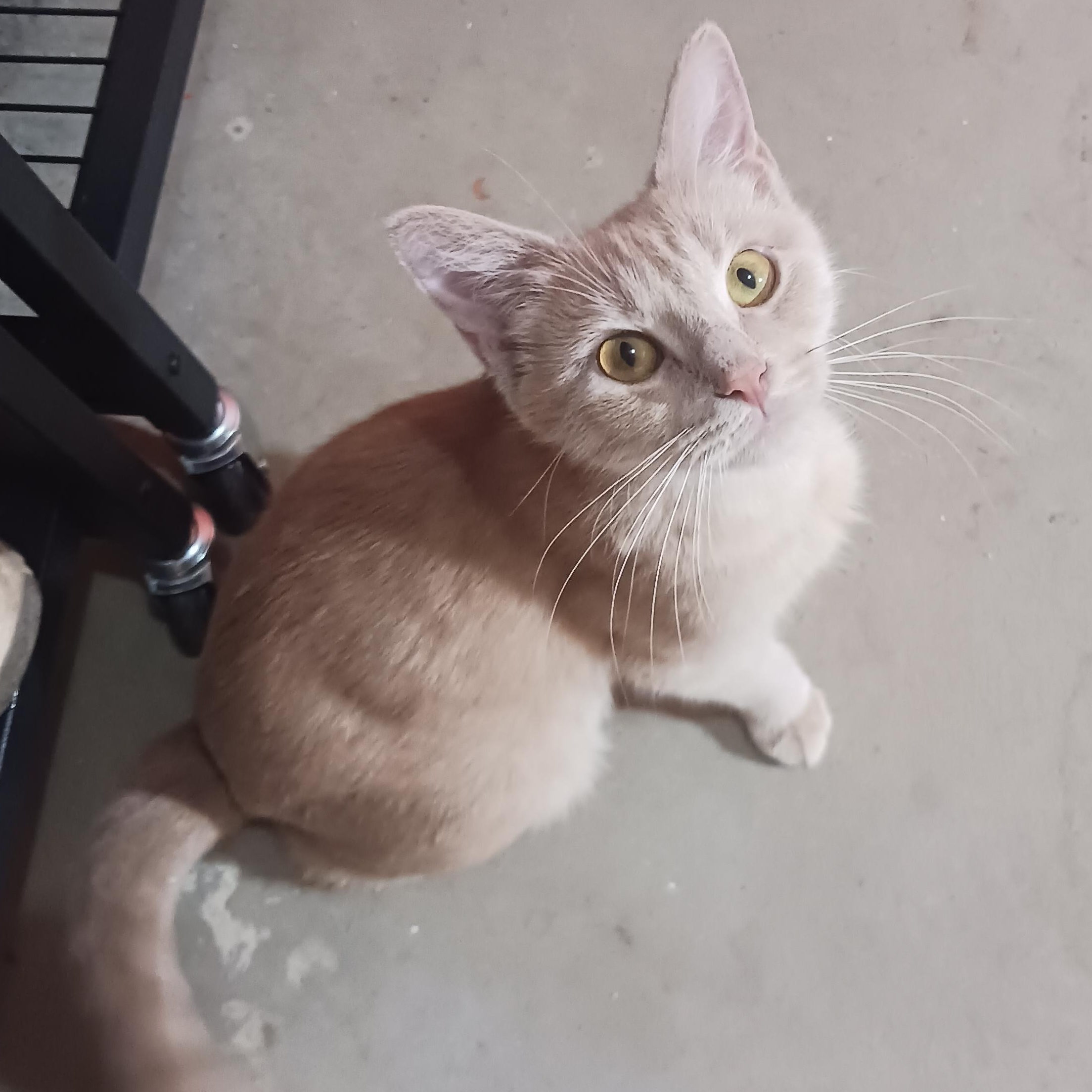 Chrissie Evert, a ADOPTABLE Domestic Short Hair in Morgantown, WV image 5/5