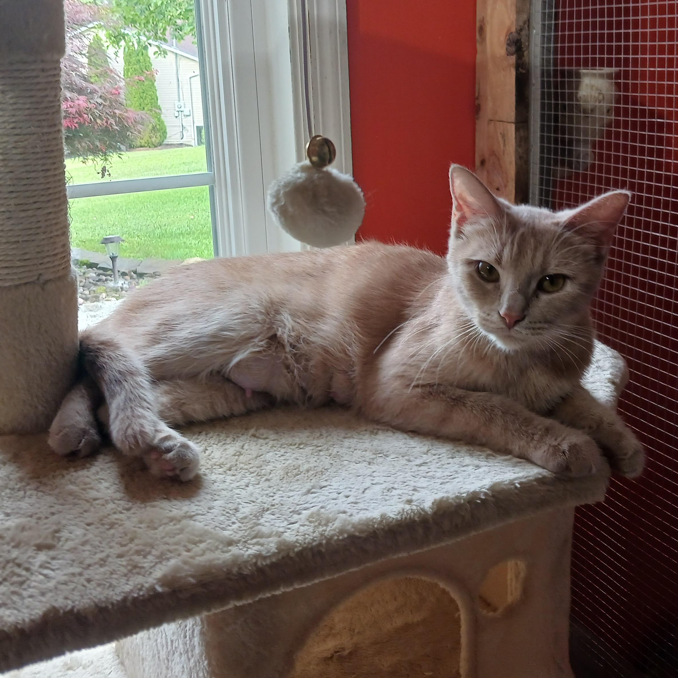 Chrissie Evert, ADOPTABLE, Young Female Domestic Short Hair.