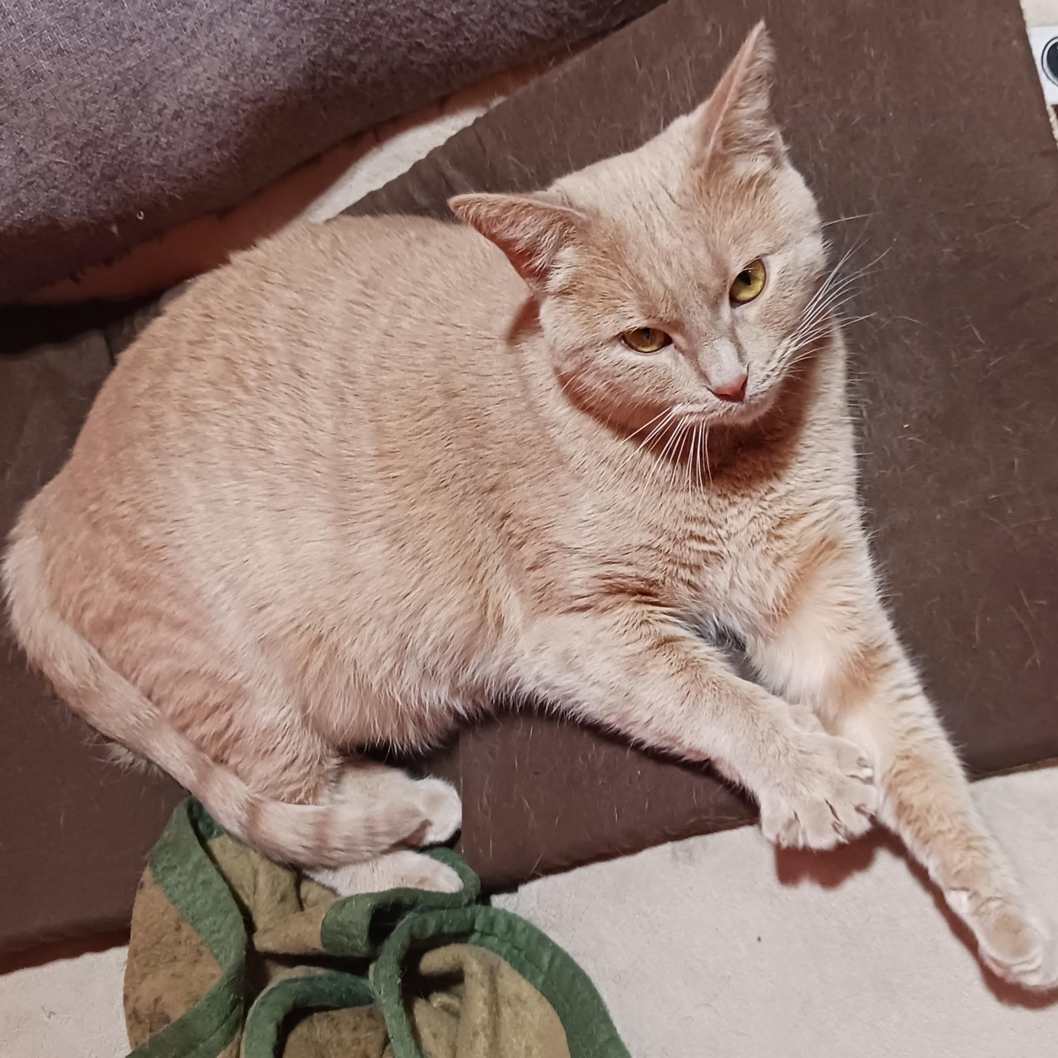 Chrissie Evert, a ADOPTABLE Domestic Short Hair in Morgantown, WV image 3/5