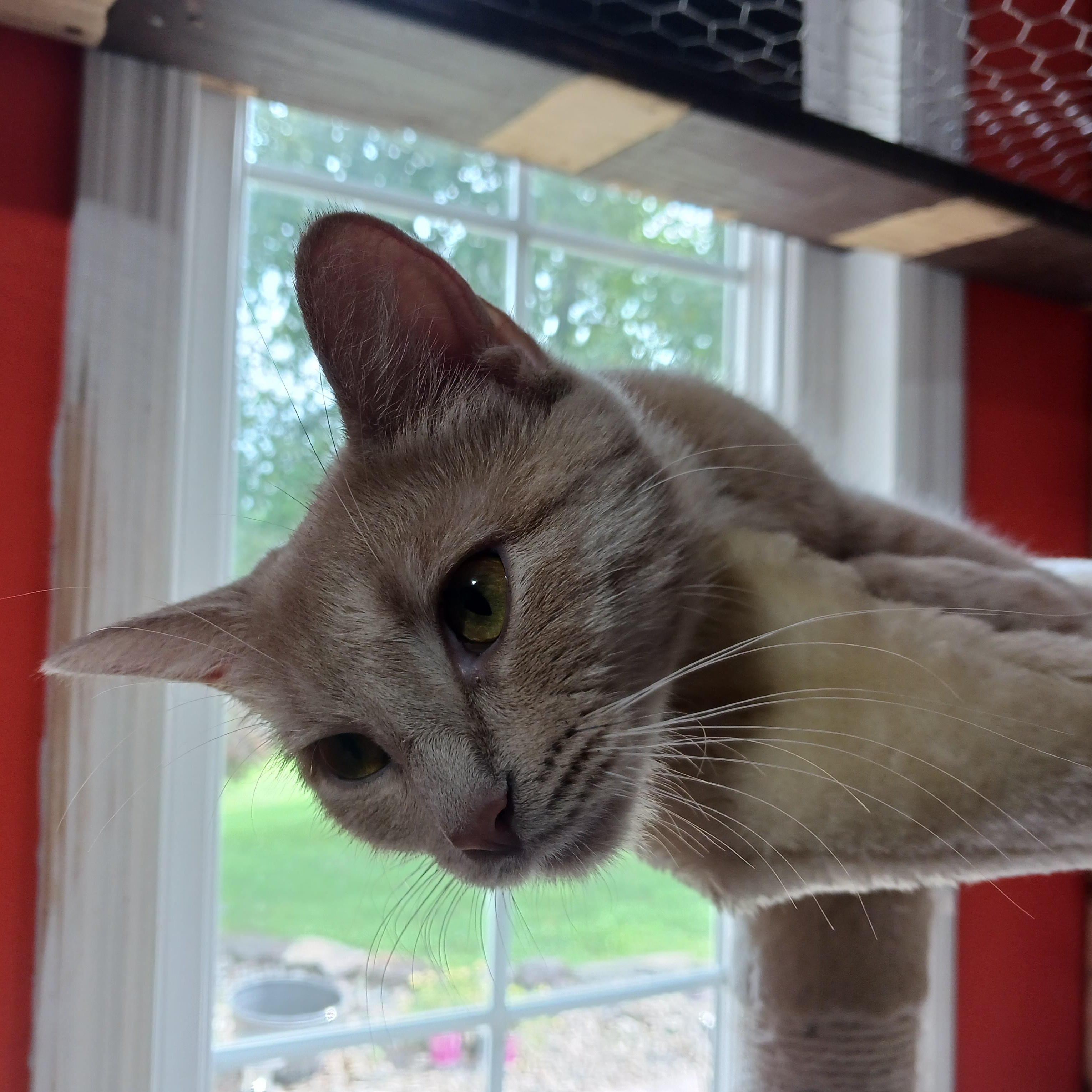 Chrissie Evert, a ADOPTABLE Domestic Short Hair in Morgantown, WV image 2/5