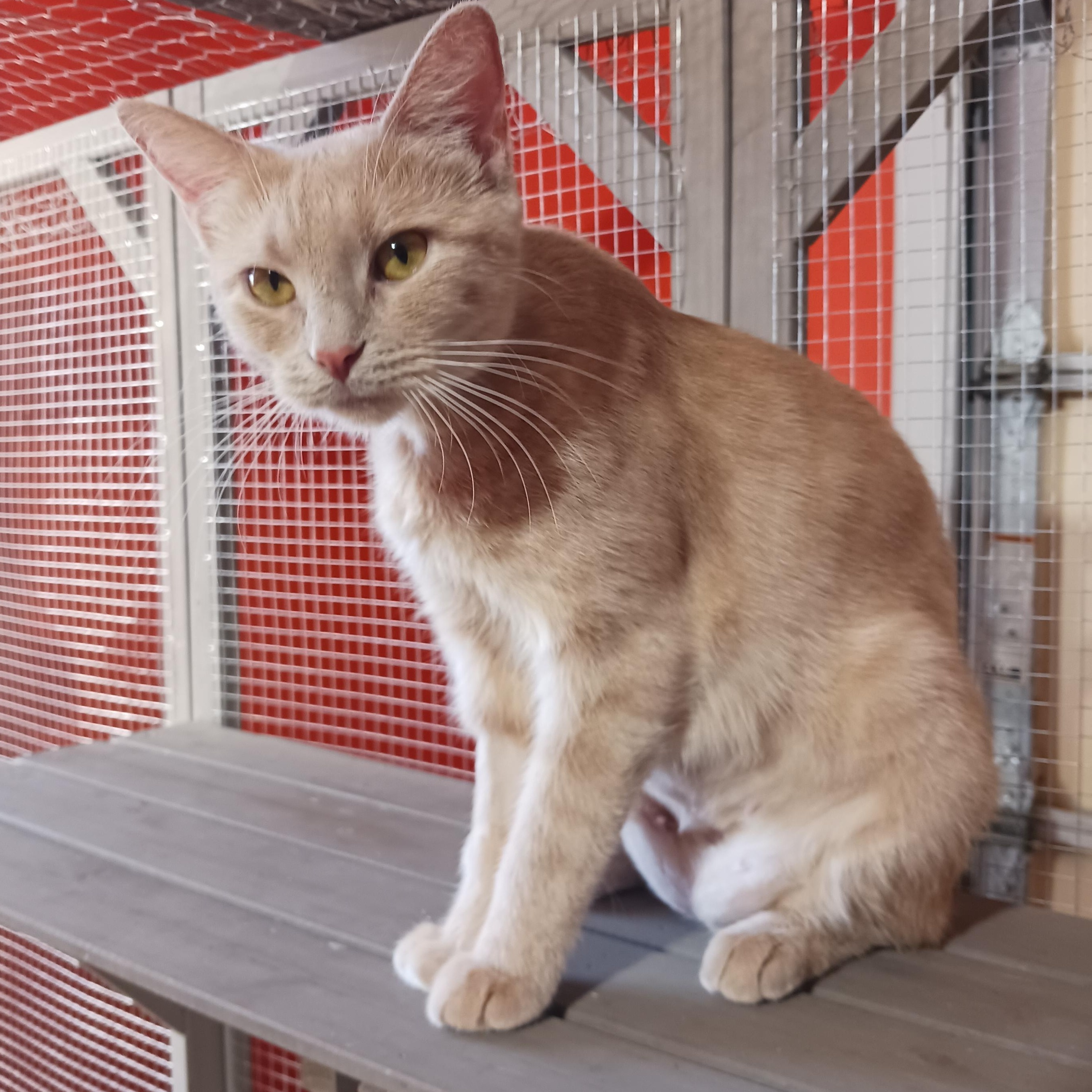 Chrissie Evert, a ADOPTABLE Domestic Short Hair in Morgantown, WV image 4/5