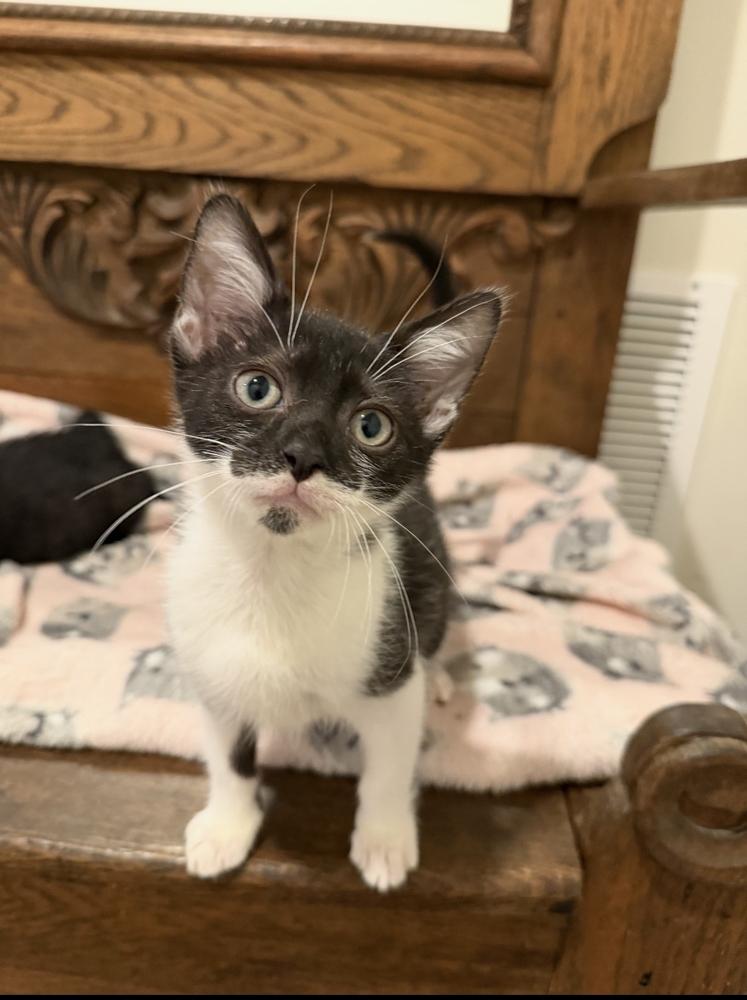 Lenox, Adoptable, Kitten Male Domestic Short Hair.