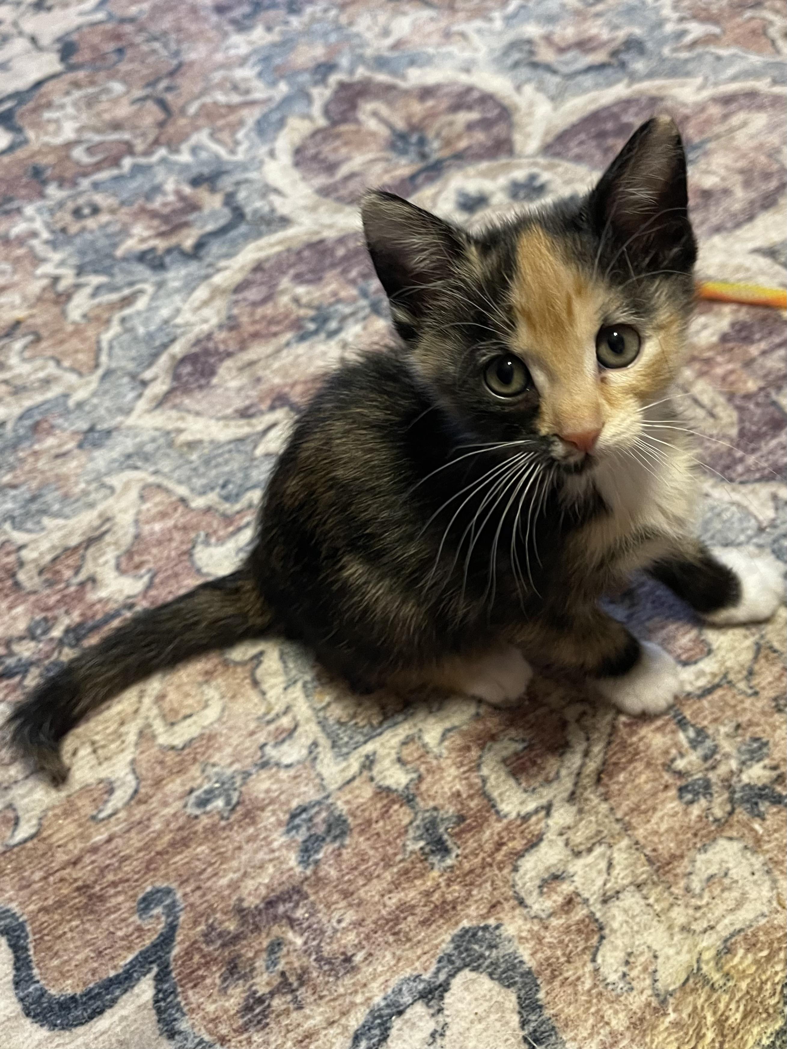 Enlarge Sparkle, a ADOPTABLE Calico in Warren, NJ image 2/3