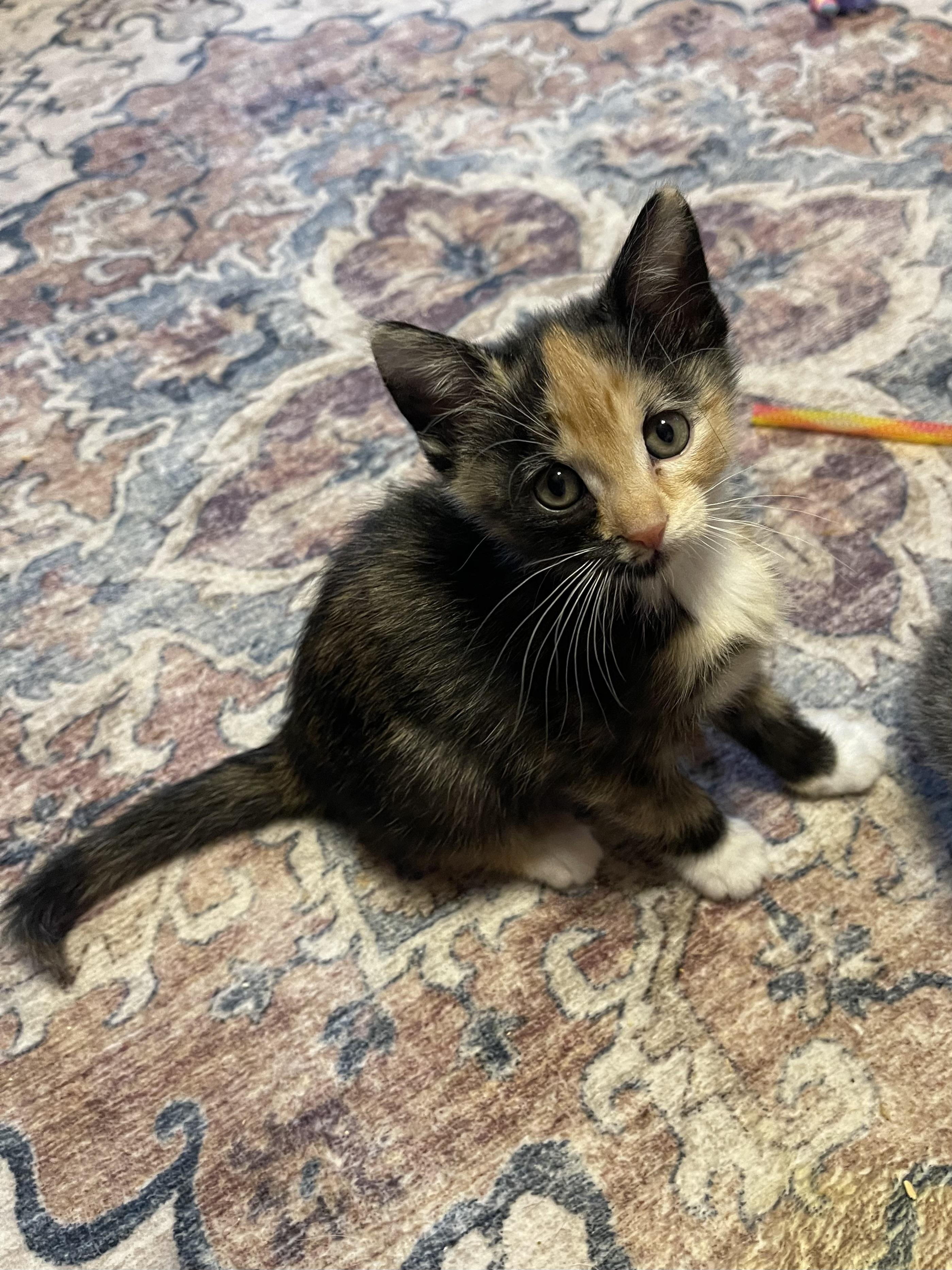 Enlarge Sparkle, a ADOPTABLE Calico in Warren, NJ image 3/3