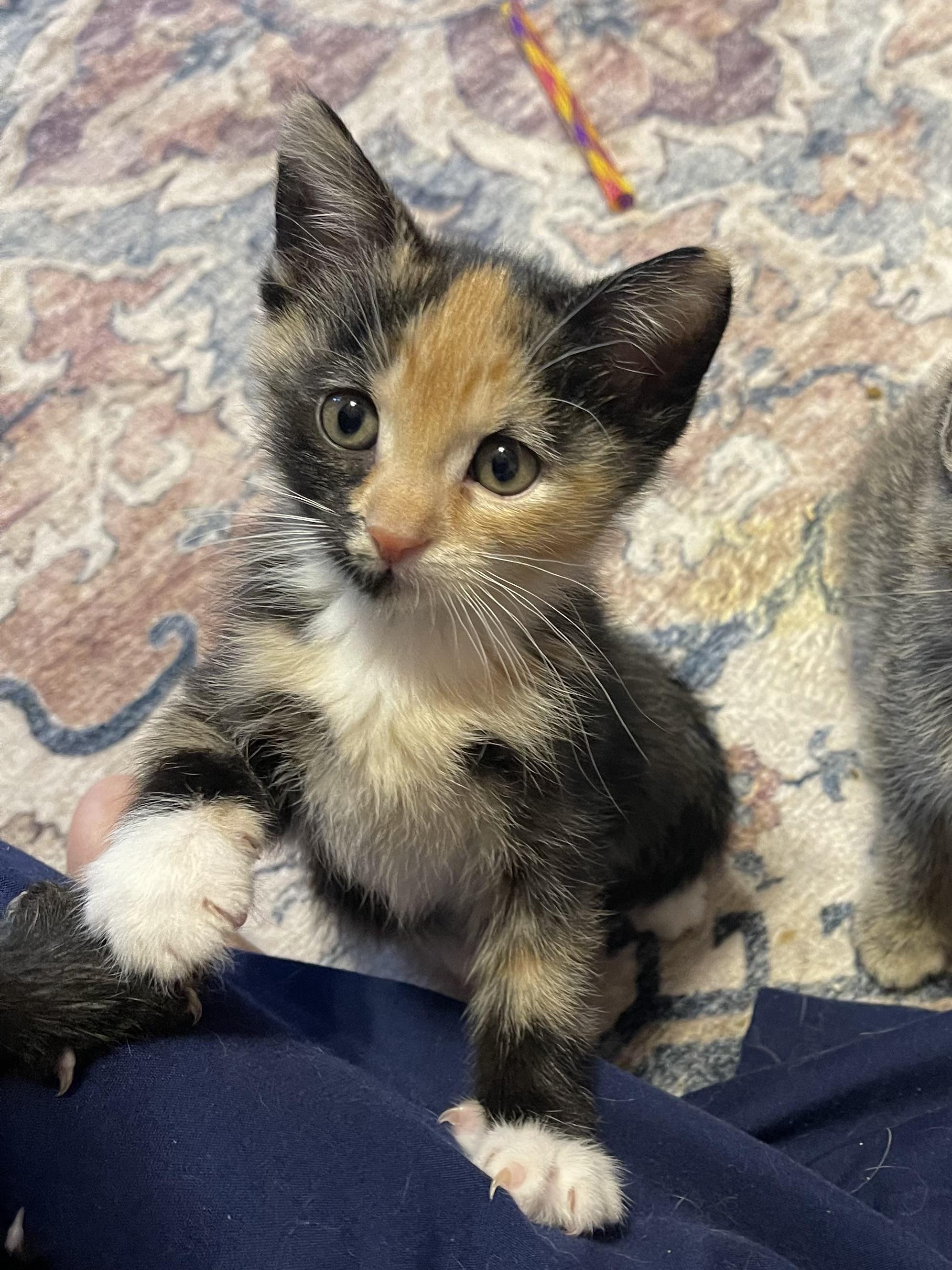 Sparkle, ADOPTABLE, Kitten Female Calico.
