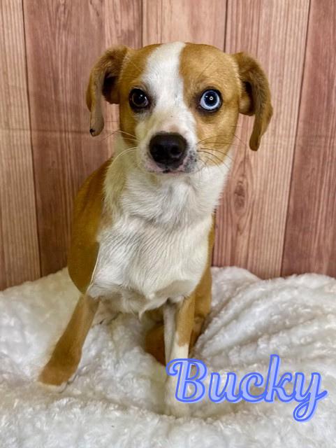Enlarge Bucky, a ADOPTABLE Chihuahua in Comfort, TX image 1/1
