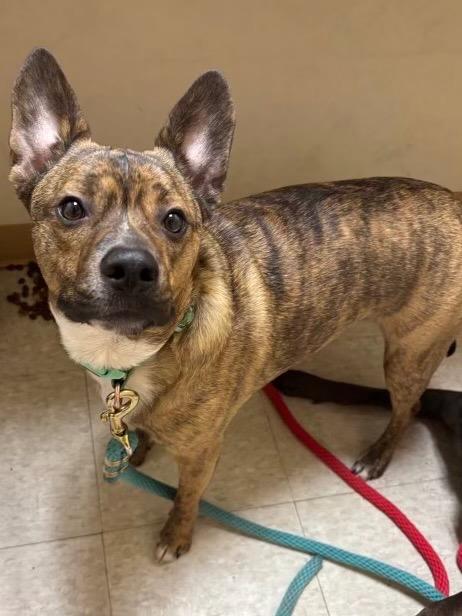 Remy **Bonded with Baby Girl**, a Adoptable mixed breed in Peru, NY image 1/2