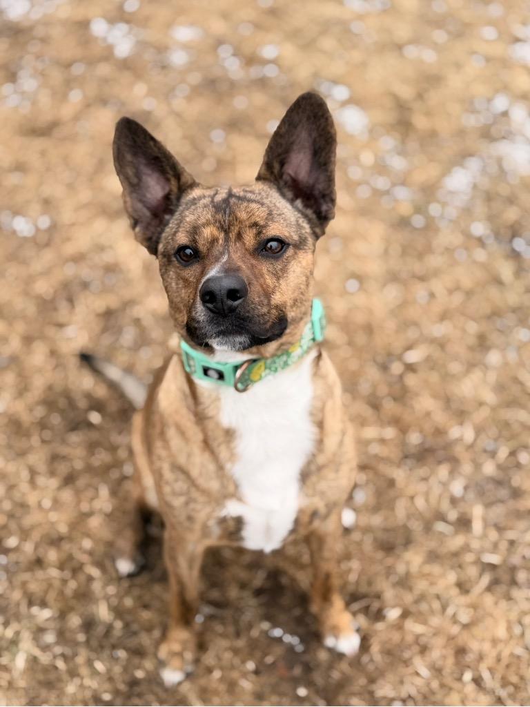 Remy **Bonded with Baby Girl**, a Adoptable mixed breed in Peru, NY image 2/2