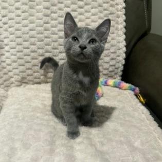 Enlarge Nimbus, a Adoptable Domestic Short Hair in Overland Park, KS image 1/1