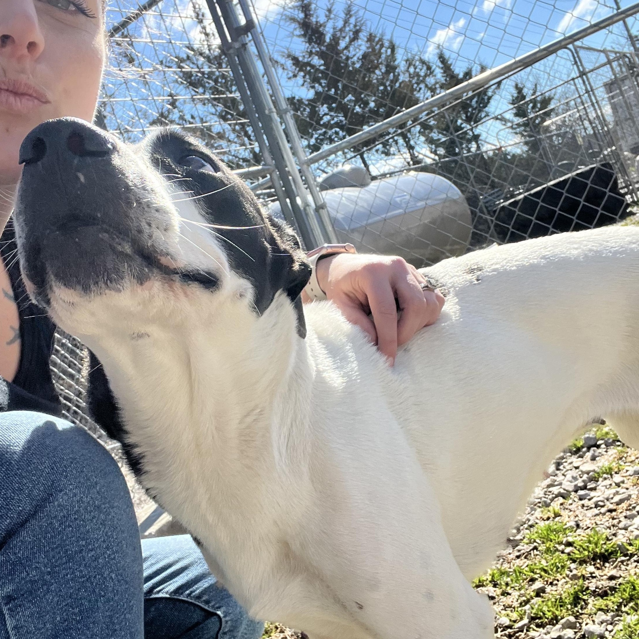 Enlarge Destiny, a ADOPTABLE mixed breed in Hollister, MO image 5/6