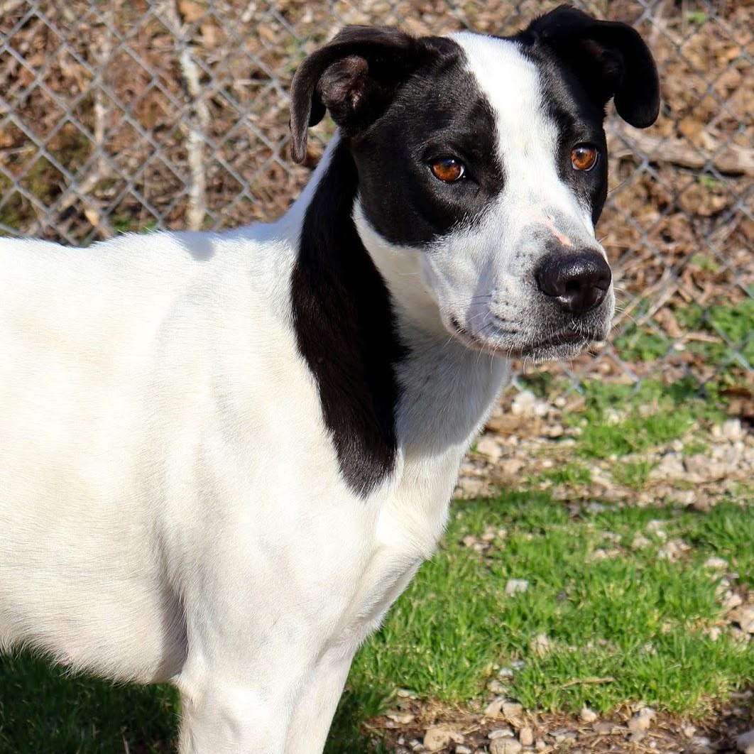 Enlarge Destiny, a ADOPTABLE mixed breed in Hollister, MO image 1/6