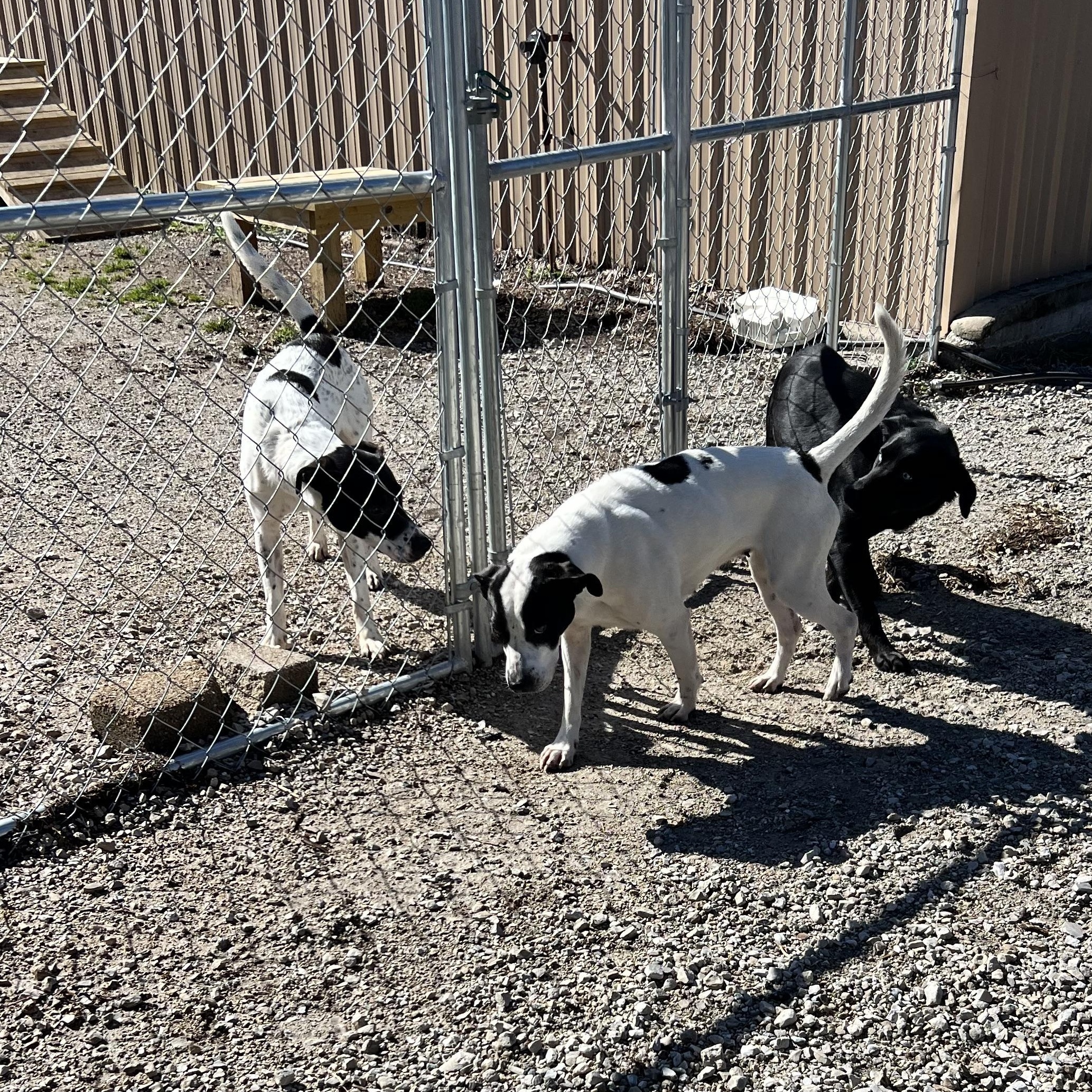 Enlarge Destiny, a ADOPTABLE mixed breed in Hollister, MO image 4/6