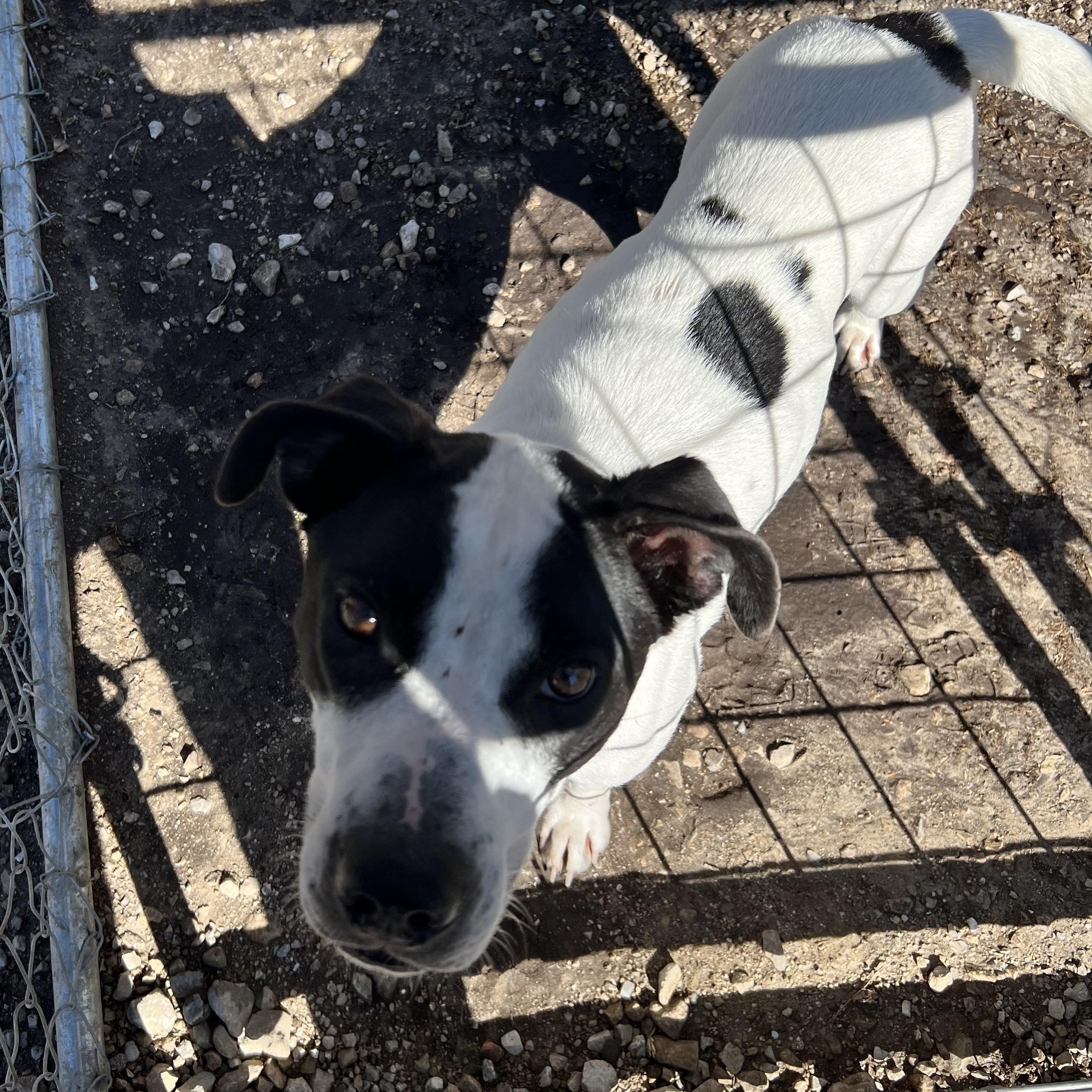 Enlarge Destiny, a ADOPTABLE mixed breed in Hollister, MO image 3/6