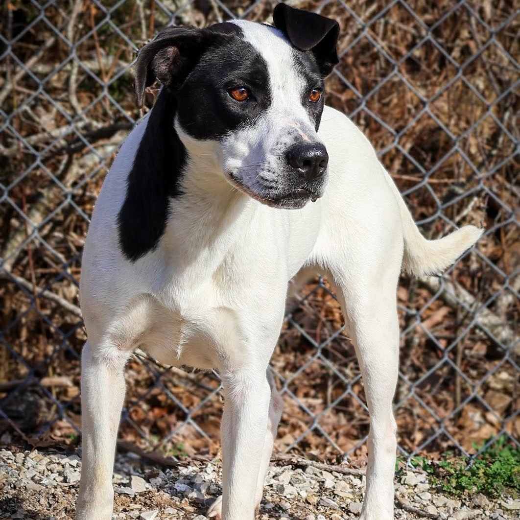 Enlarge Destiny, a ADOPTABLE mixed breed in Hollister, MO image 2/6