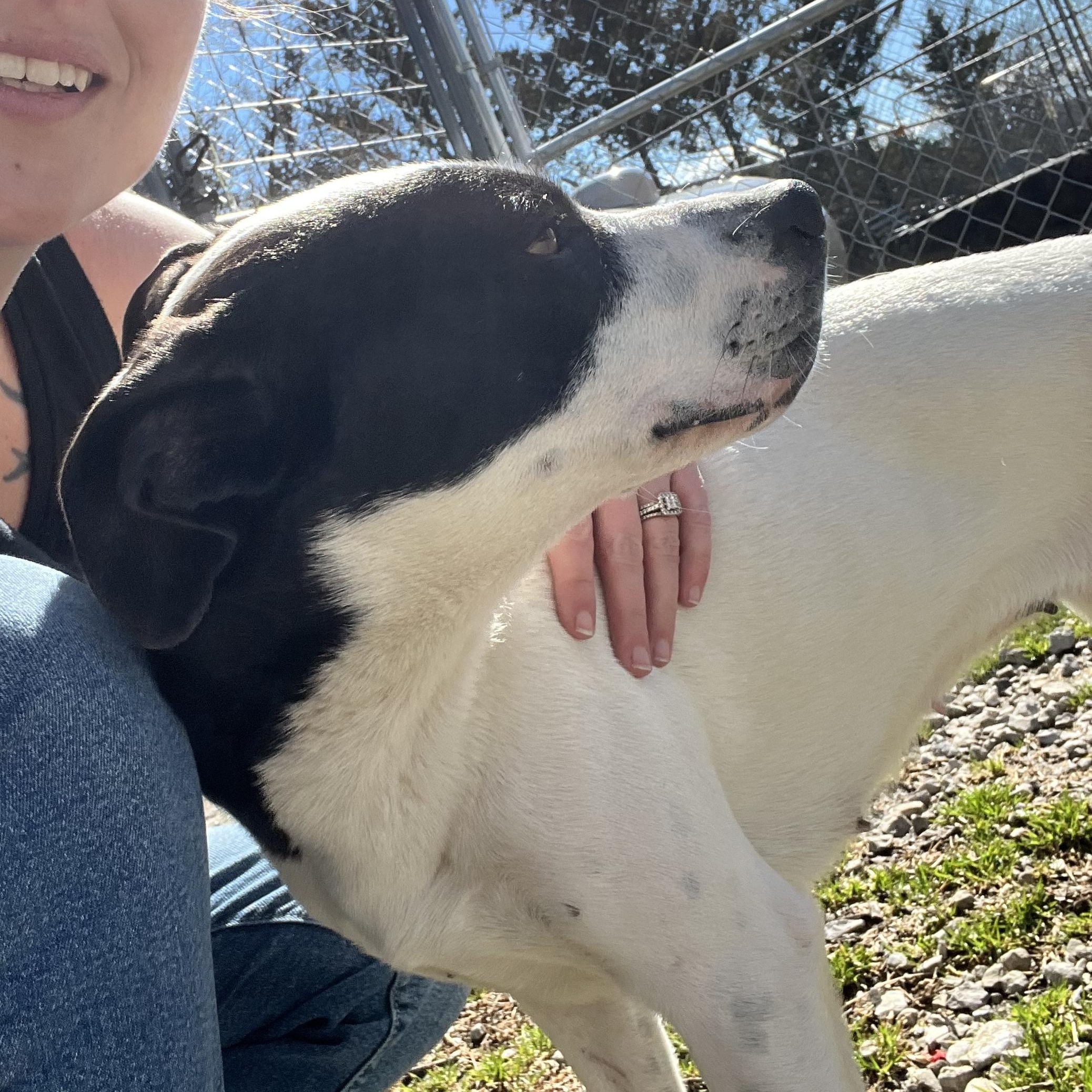 Enlarge Destiny, a ADOPTABLE mixed breed in Hollister, MO image 6/6