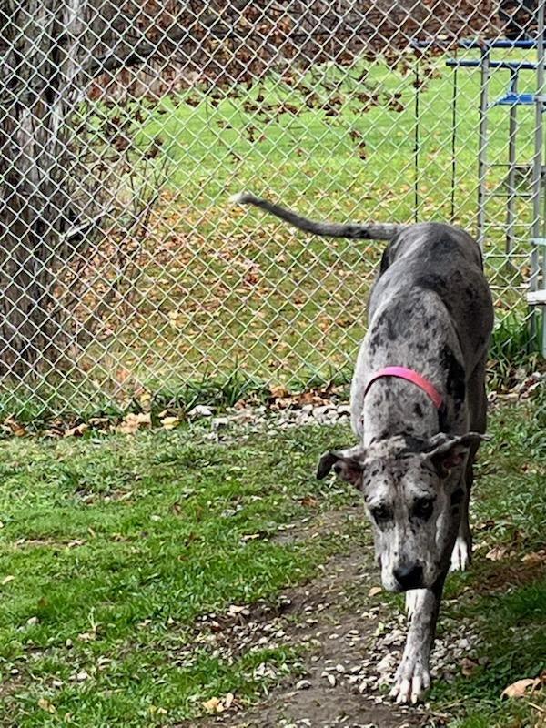 Bluey, a Adopted Great Dane in New Castle, PA image 1/4