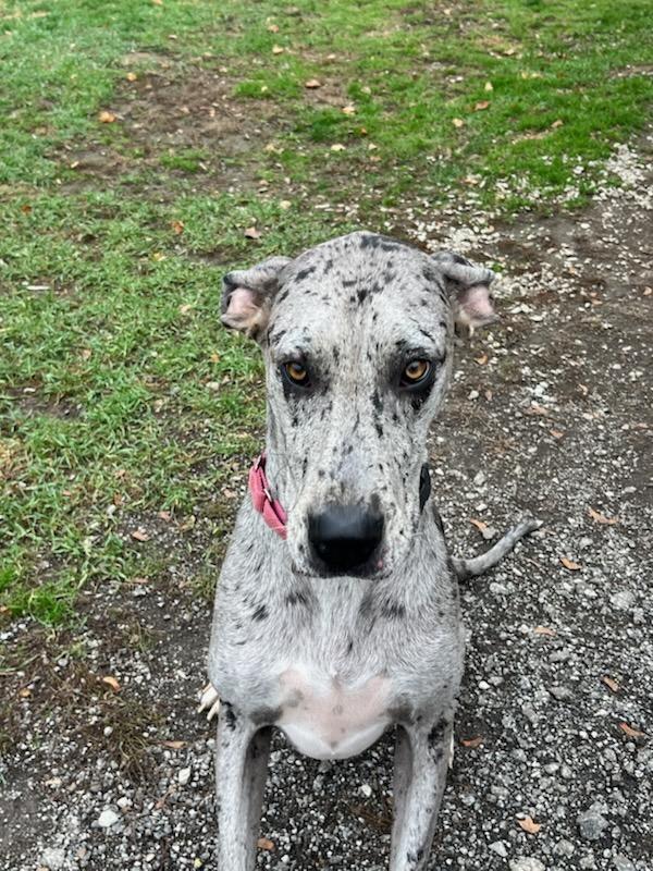 Bluey, a Adopted Great Dane in New Castle, PA image 2/4