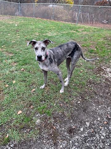 Bluey, a Adopted Great Dane in New Castle, PA image 3/4