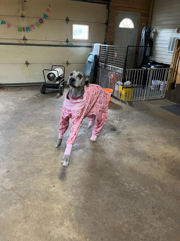 Bluey, a Adopted Great Dane in New Castle, PA image 4/4