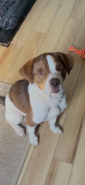 Enlarge Pete, a Adoptable mixed breed in Springdale, PA image 3/4