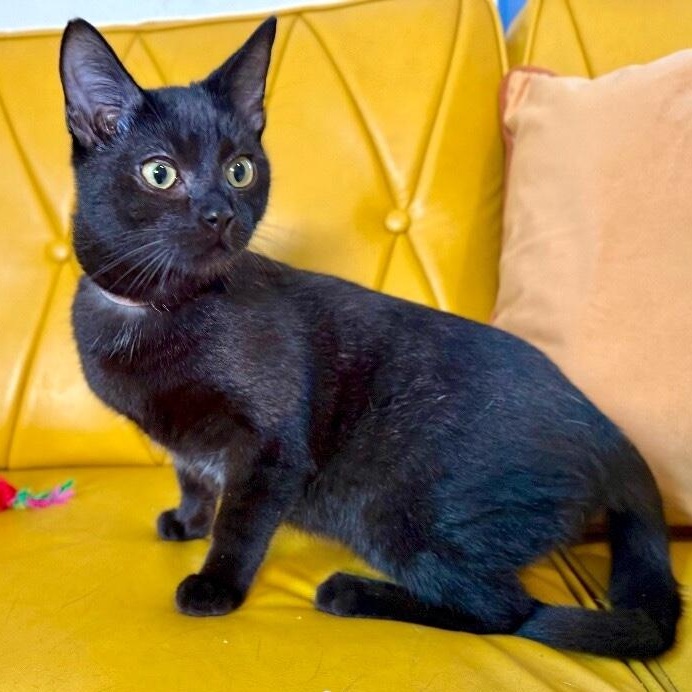 Justin Holcomb TCHS — thumbnail 4