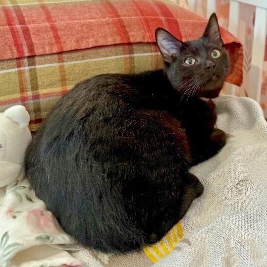 Justin Holcomb TCHS — thumbnail 5