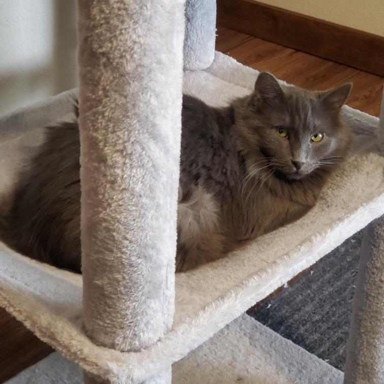 Lavender, a Adoptable mixed breed in Santa Fe, NM image 5/6