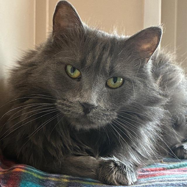 Lavender, Adoptable, Adult Female Domestic Medium Hair.