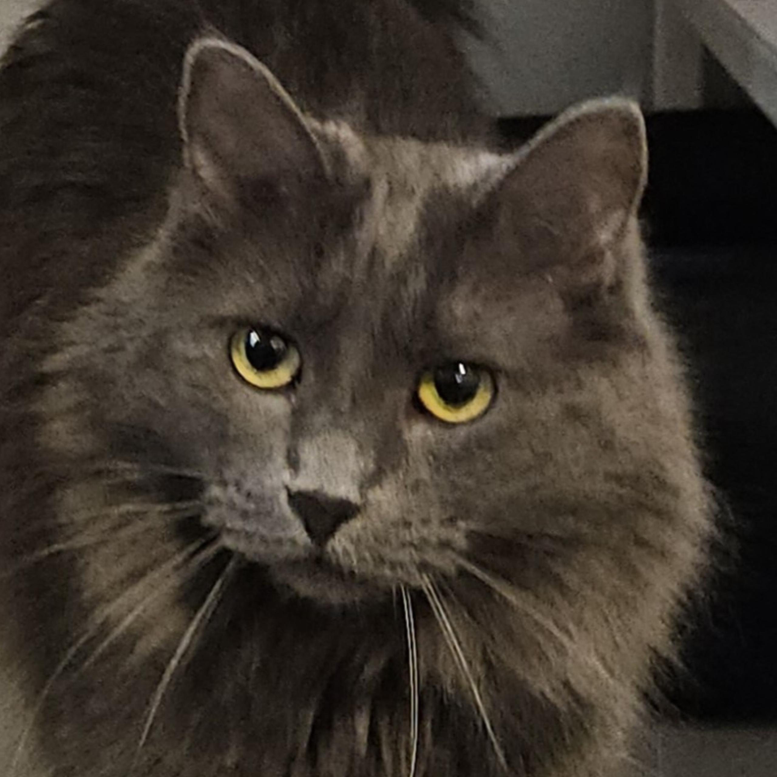 Lavender, Adoptable, Adult Female Domestic Medium Hair.