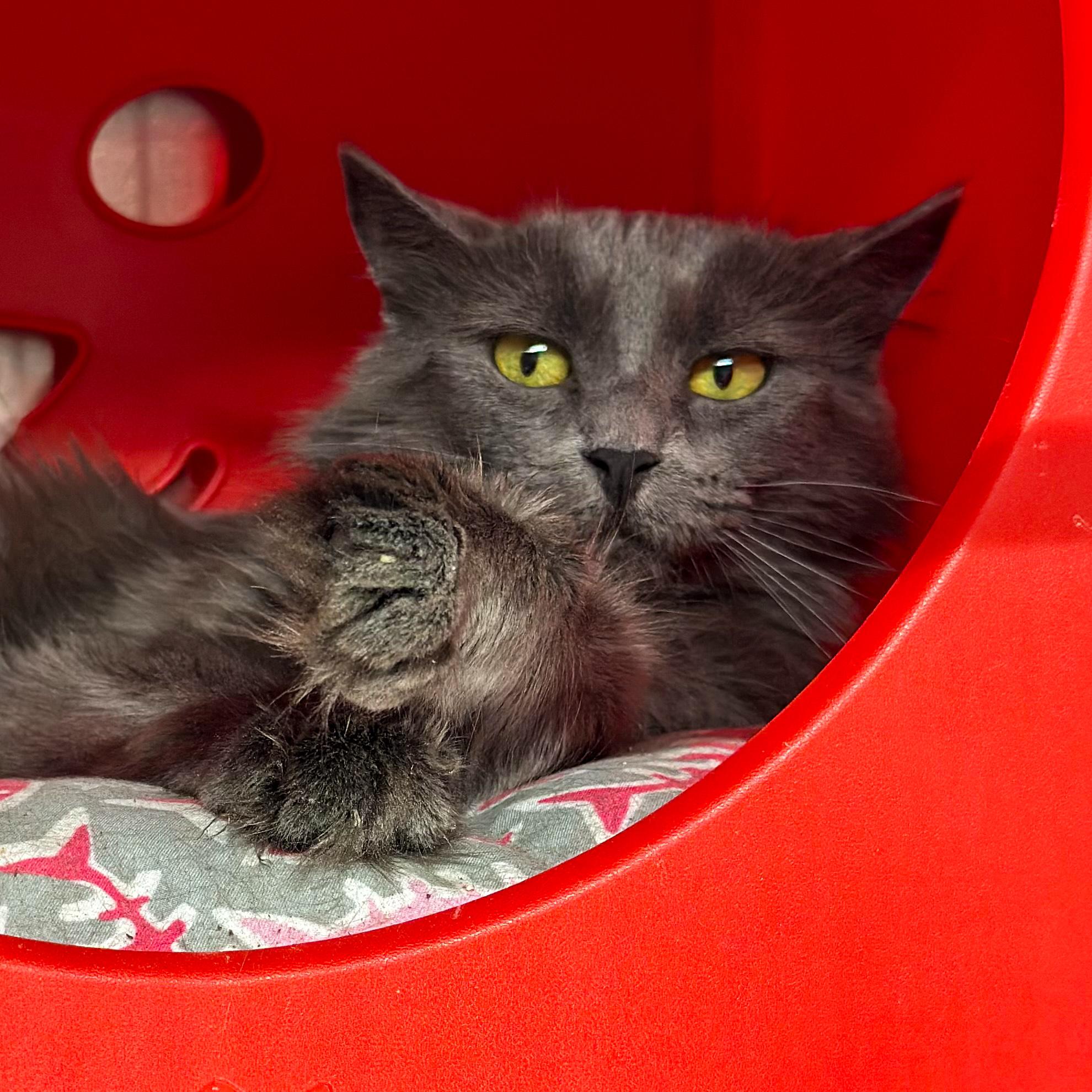 Lavender, Adoptable, Adult Female Domestic Medium Hair.