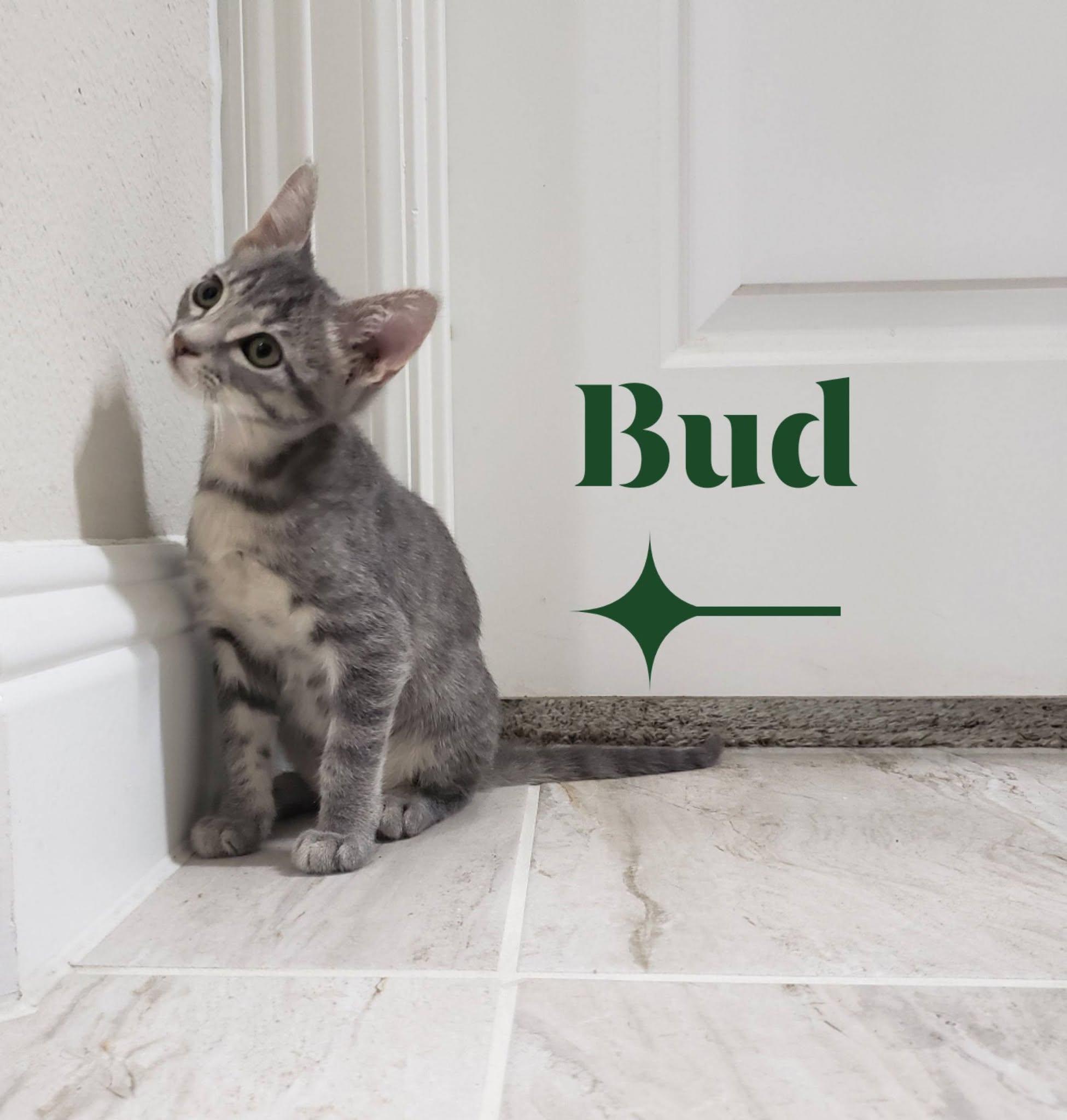 Enlarge Bud, a ADOPTABLE mixed breed in Richardson, TX image 1/2