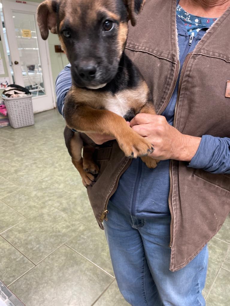 Enlarge Thor, a Adopted mixed breed in Ada, OK image 1/1