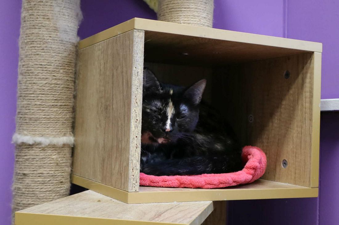 Secret, a Adoptable Domestic Short Hair in Kalamazoo, MI image 3/3
