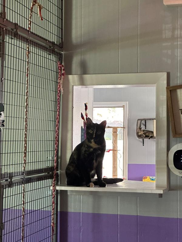 Secret, a Adoptable Domestic Short Hair in Kalamazoo, MI image 2/3
