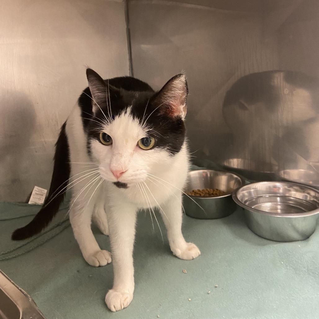 Enlarge Spots, a Adoptable Domestic Short Hair in Monroe, LA image 1/1