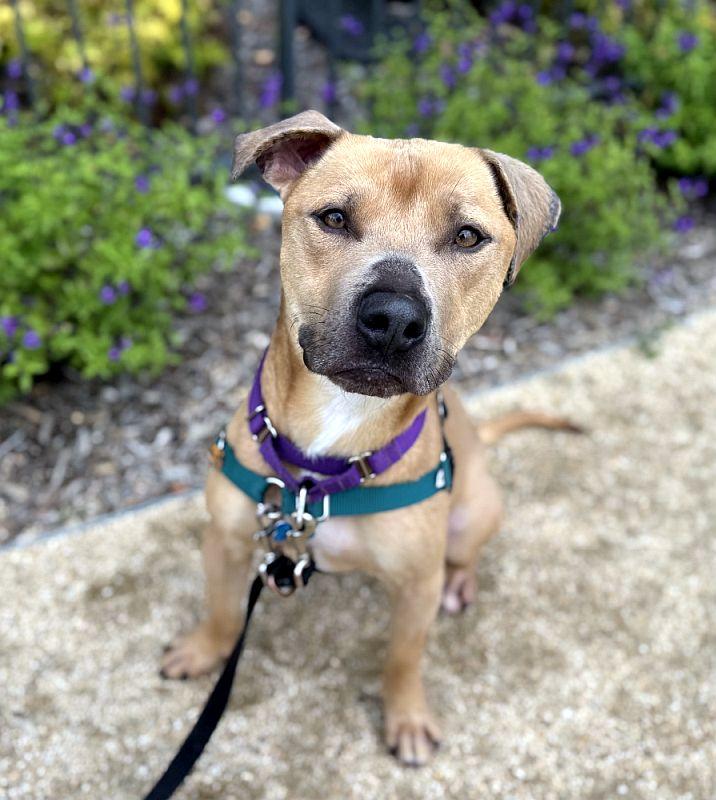 Rascal, a ADOPTABLE mixed breed in Berkeley, CA image 6/6