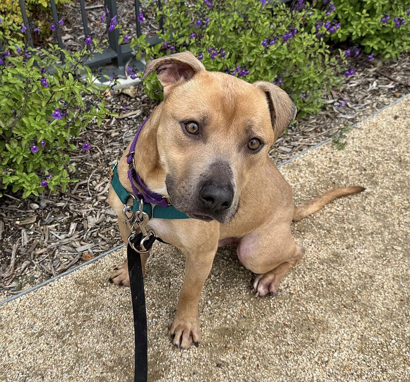 Rascal, ADOPTABLE, Adult Male Pit Bull Terrier.