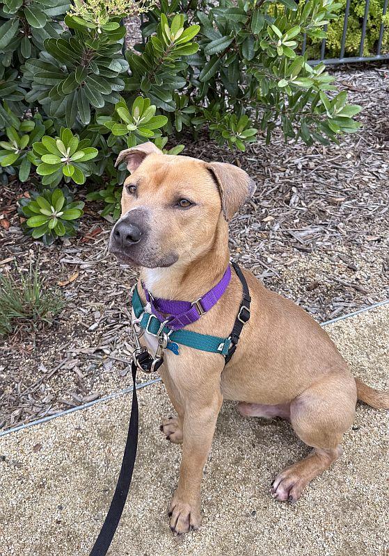 Rascal, a ADOPTABLE mixed breed in Berkeley, CA image 2/6