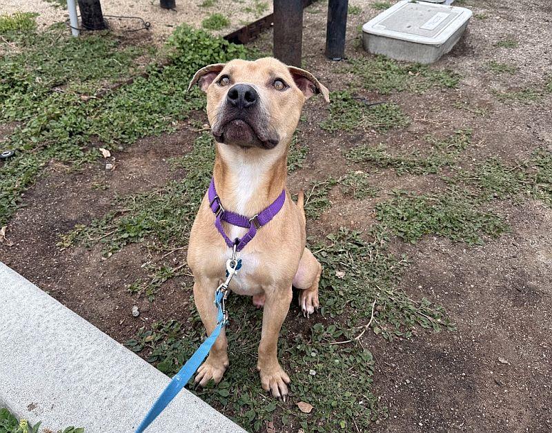 Rascal, a ADOPTABLE mixed breed in Berkeley, CA image 3/6