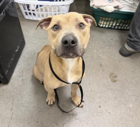 Rascal, a ADOPTABLE mixed breed in Berkeley, CA image 5/6