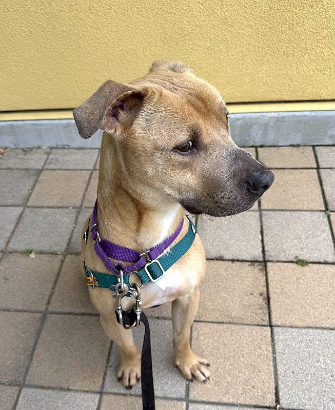 Rascal, a ADOPTABLE mixed breed in Berkeley, CA image 4/6