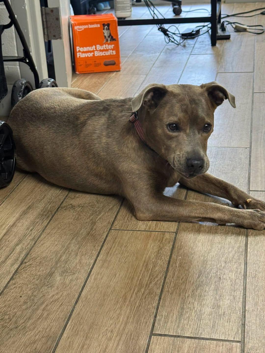 Jemma, Adoptable, Young Female Staffordshire Bull Terrier.