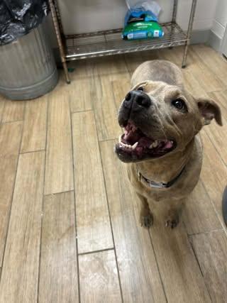 Jemma, a Adoptable Staffordshire Bull Terrier in Rowlett, TX image 2/3