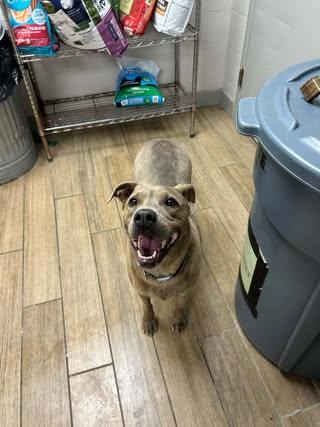 Jemma, a Adoptable Staffordshire Bull Terrier in Rowlett, TX image 3/3