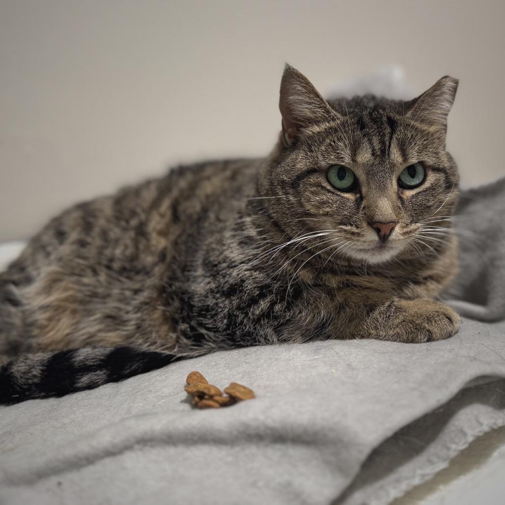 Enlarge Shere Khan, a Adoptable Domestic Short Hair in Cumming, GA image 1/5