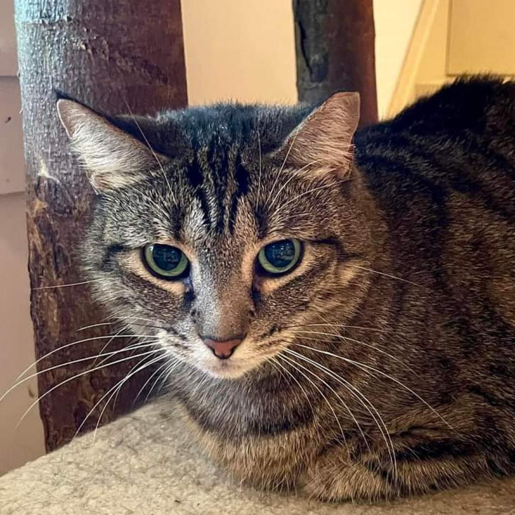 Shere Khan, Adoptable, Senior Female Domestic Short Hair.
