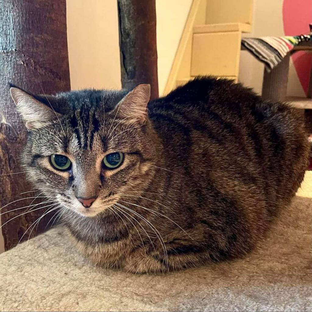 Shere Khan, a Adoptable Domestic Short Hair in Cumming, GA image 2/4